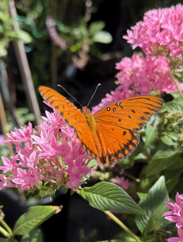 Photo of the Day: Orange Beauty